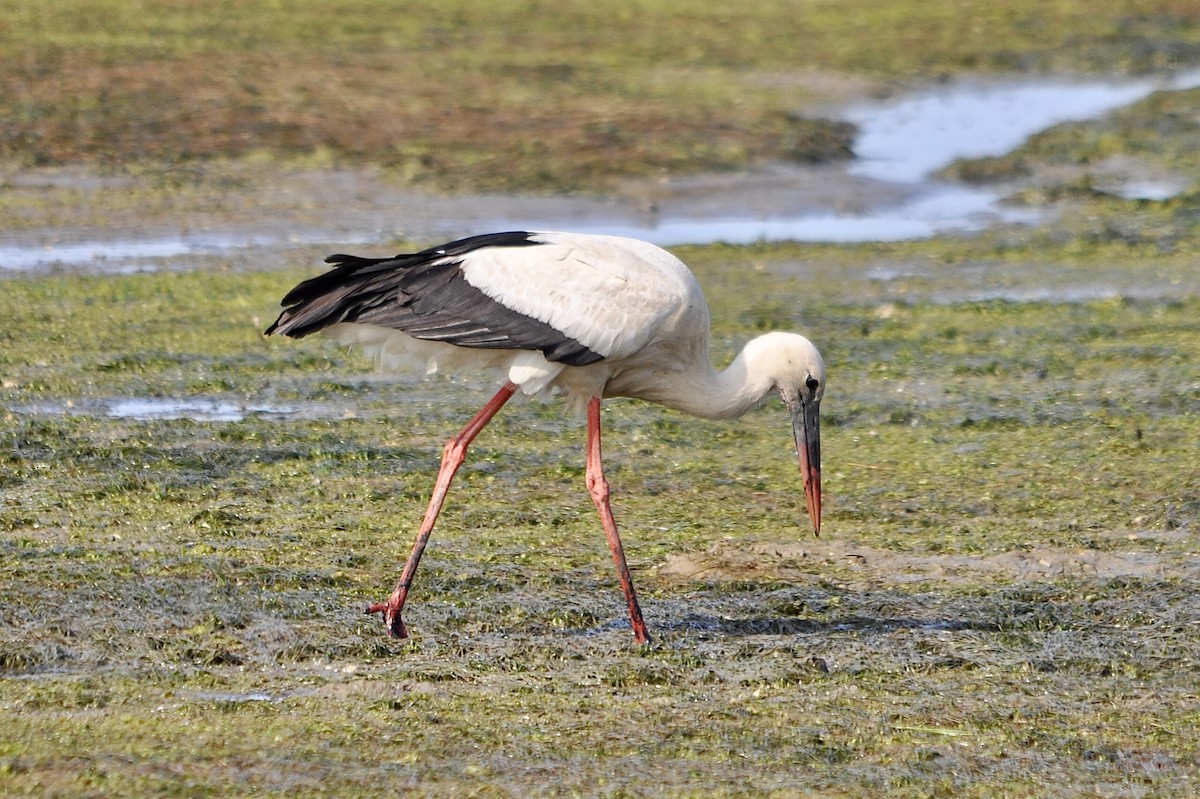 White Stork - ML616667280