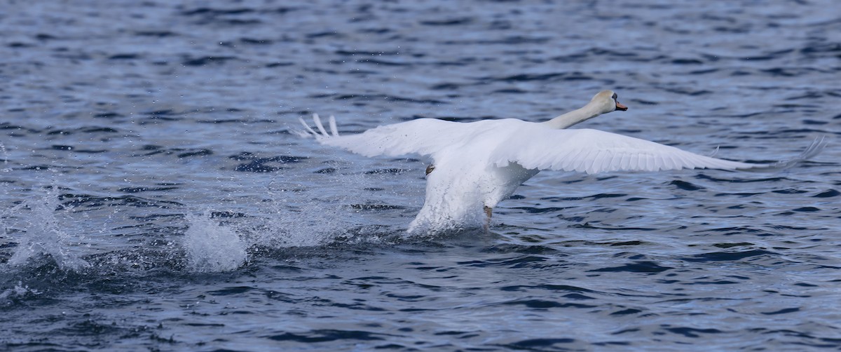 Cygne tuberculé - ML616667281