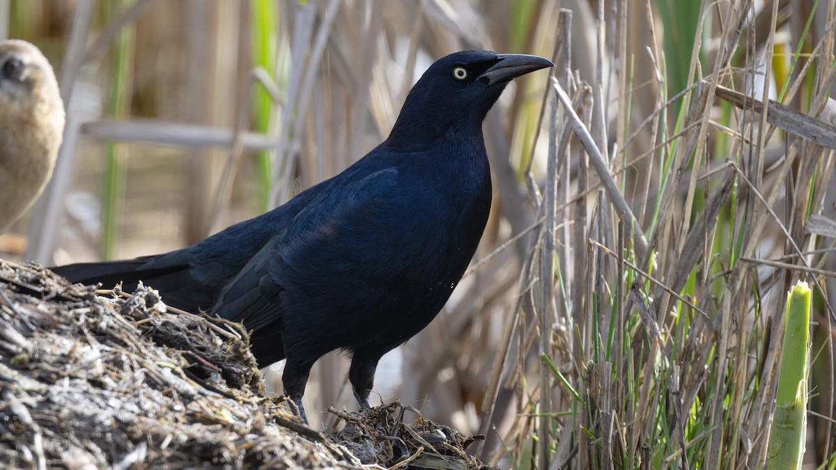 Great-tailed Grackle - ML616667314