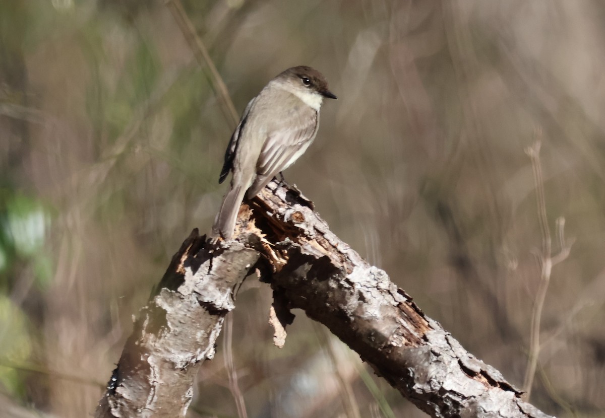 Eastern Phoebe - ML616667319