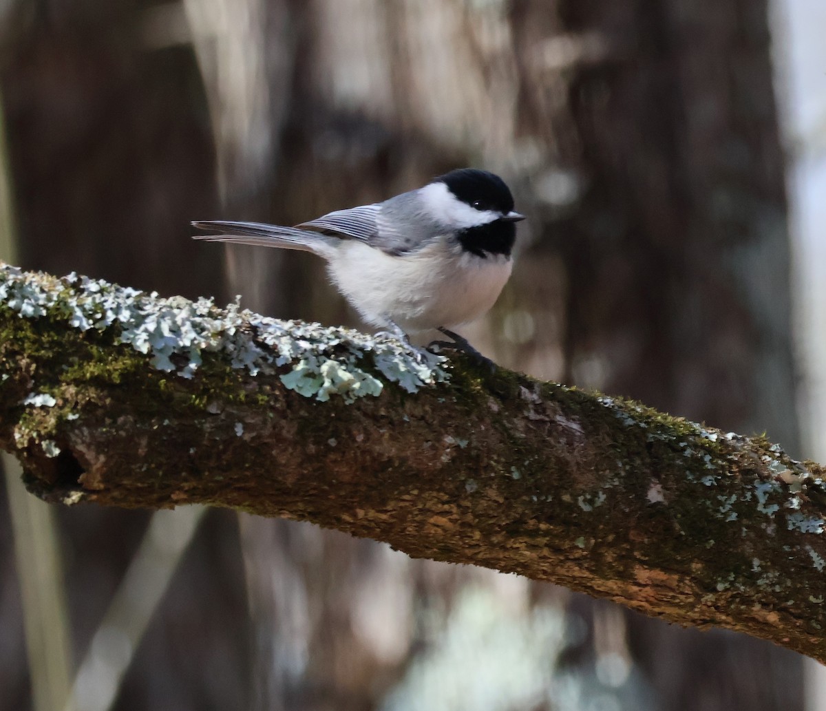 Carolina Chickadee - ML616667331