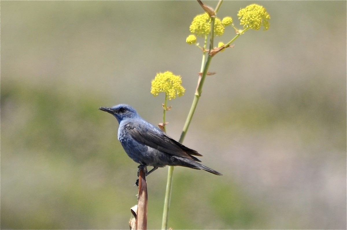 Blue Rock-Thrush - ML616667351