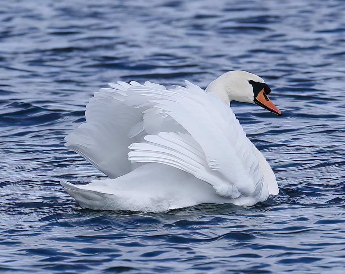 Cygne tuberculé - ML616667364