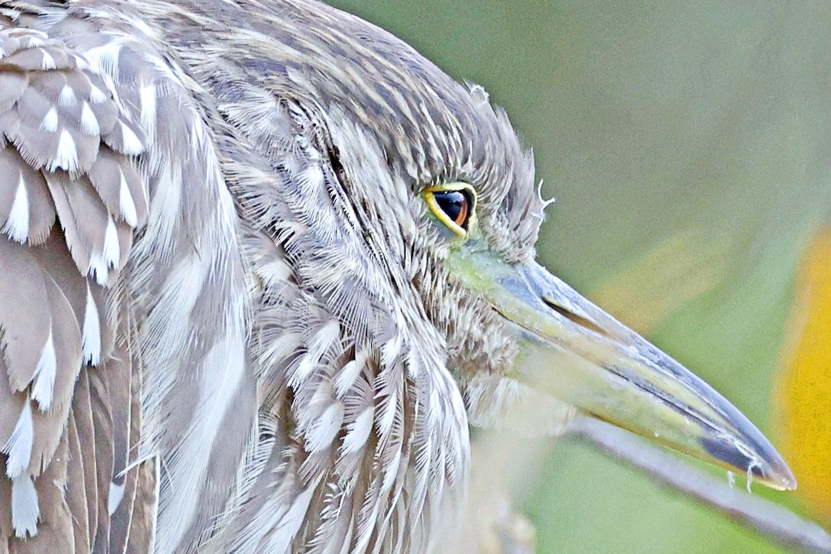 Black-crowned Night Heron - ML616667370