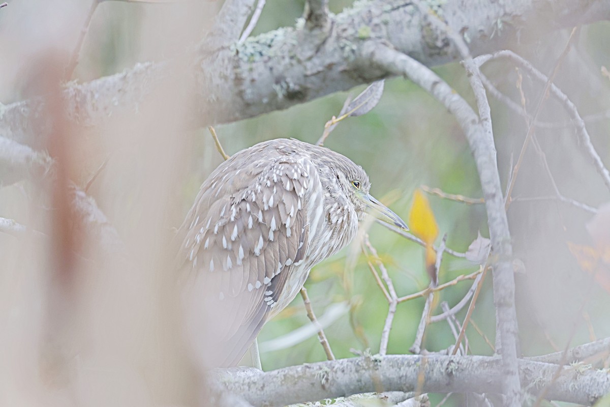 Black-crowned Night Heron - ML616667374