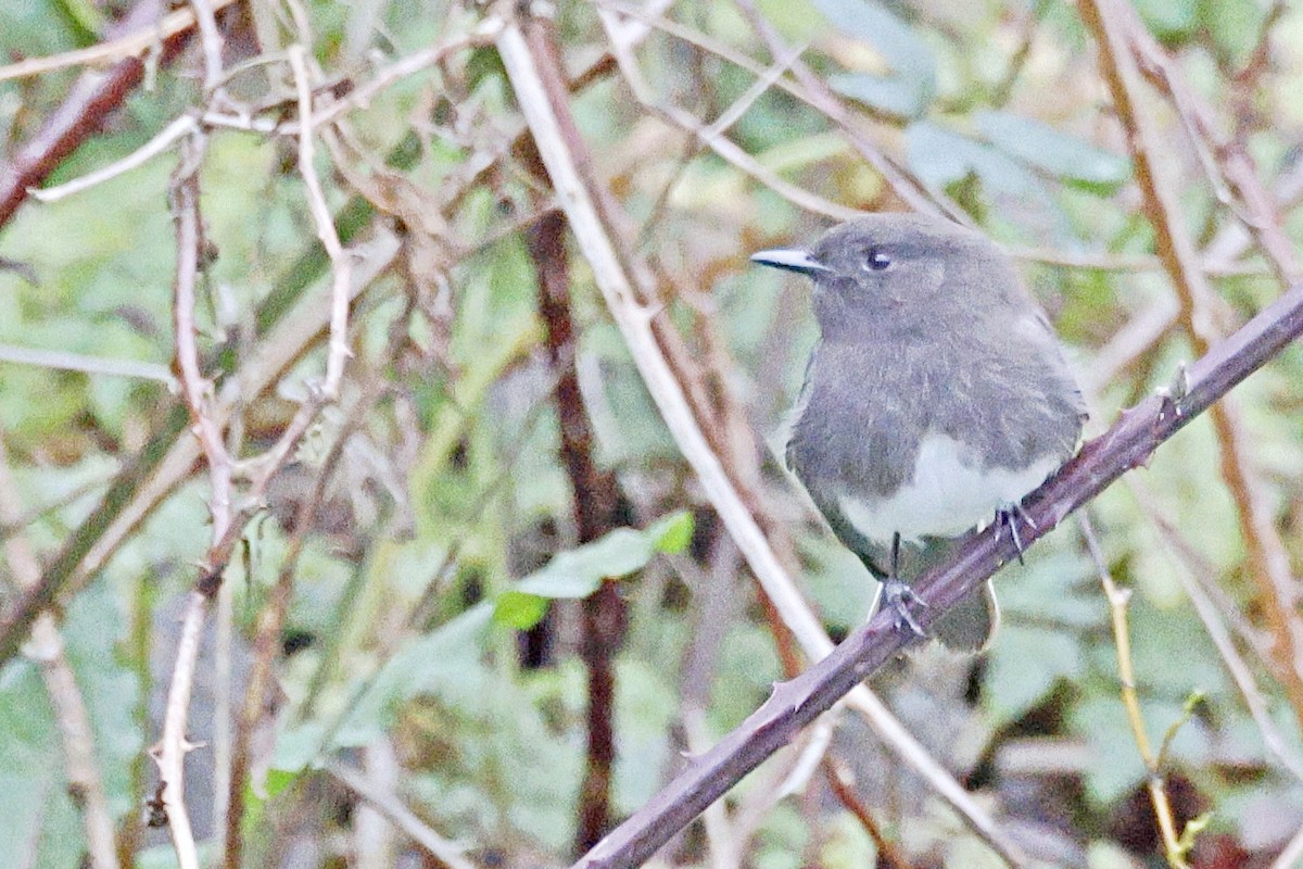 Black Phoebe - Brad Kremer