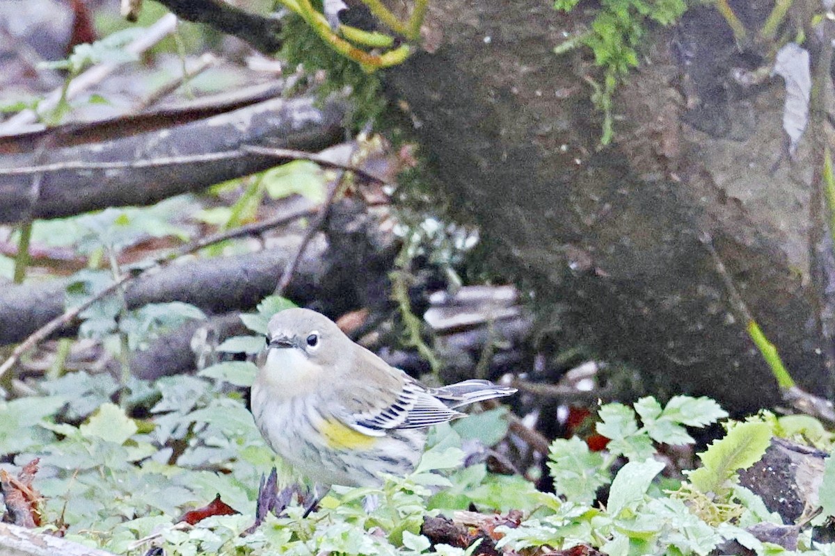 Paruline à croupion jaune - ML616667425