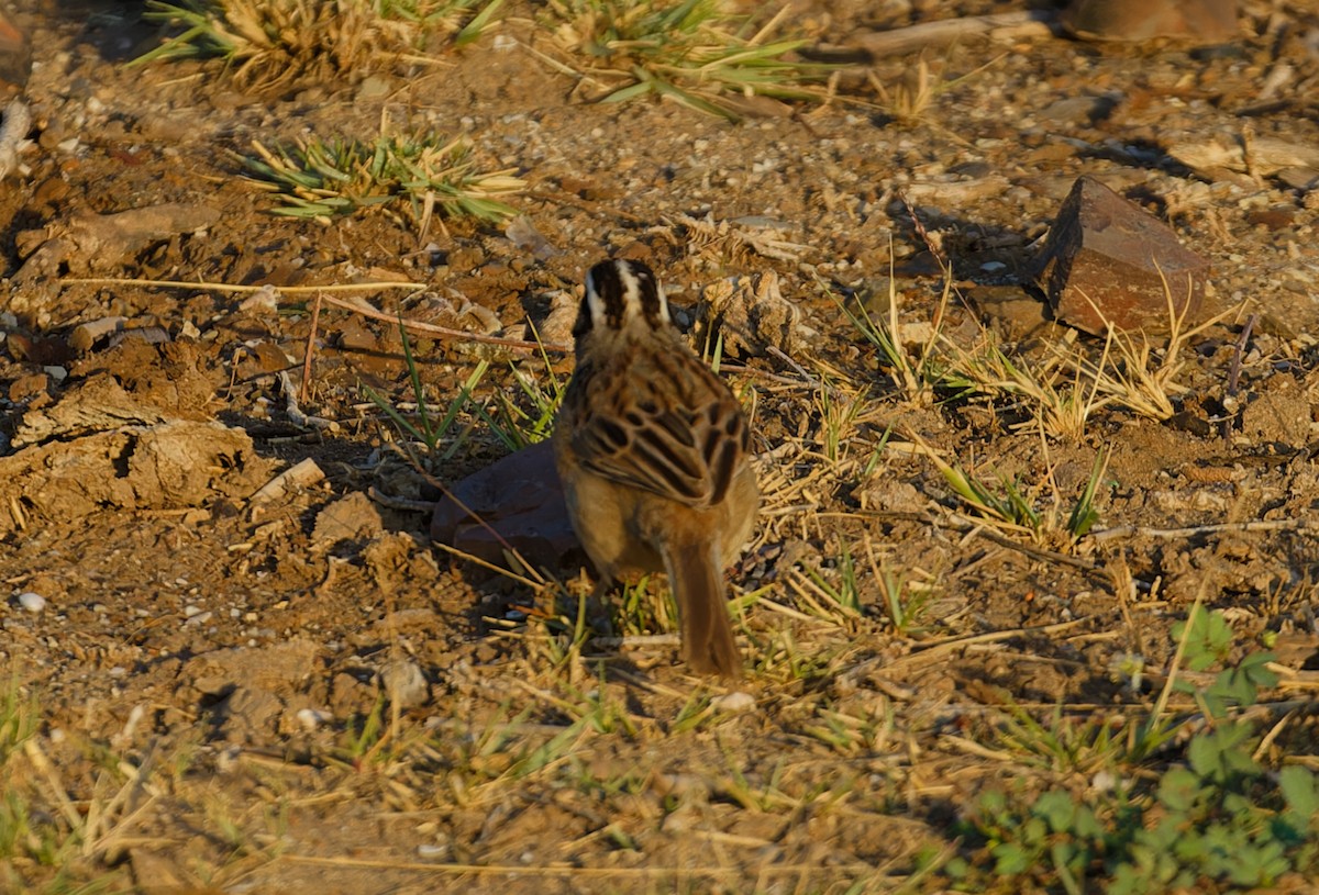 Stripe-headed Sparrow - ML616667426