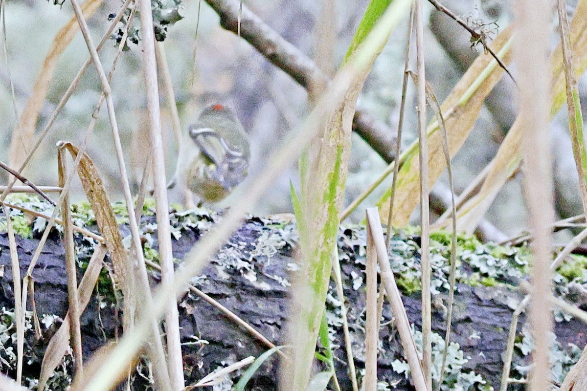 Ruby-crowned Kinglet - ML616667431