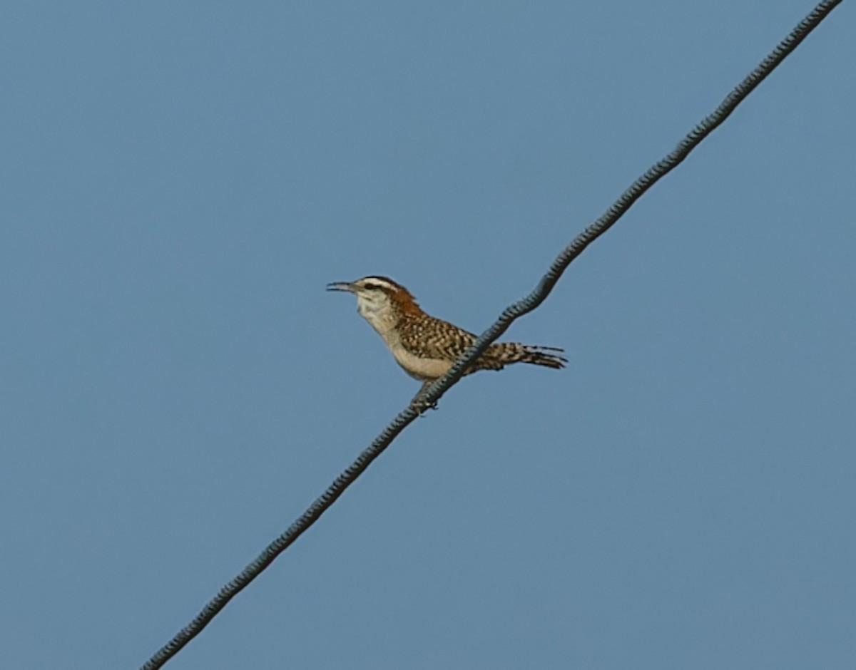 Rufous-naped Wren - Brandon Best