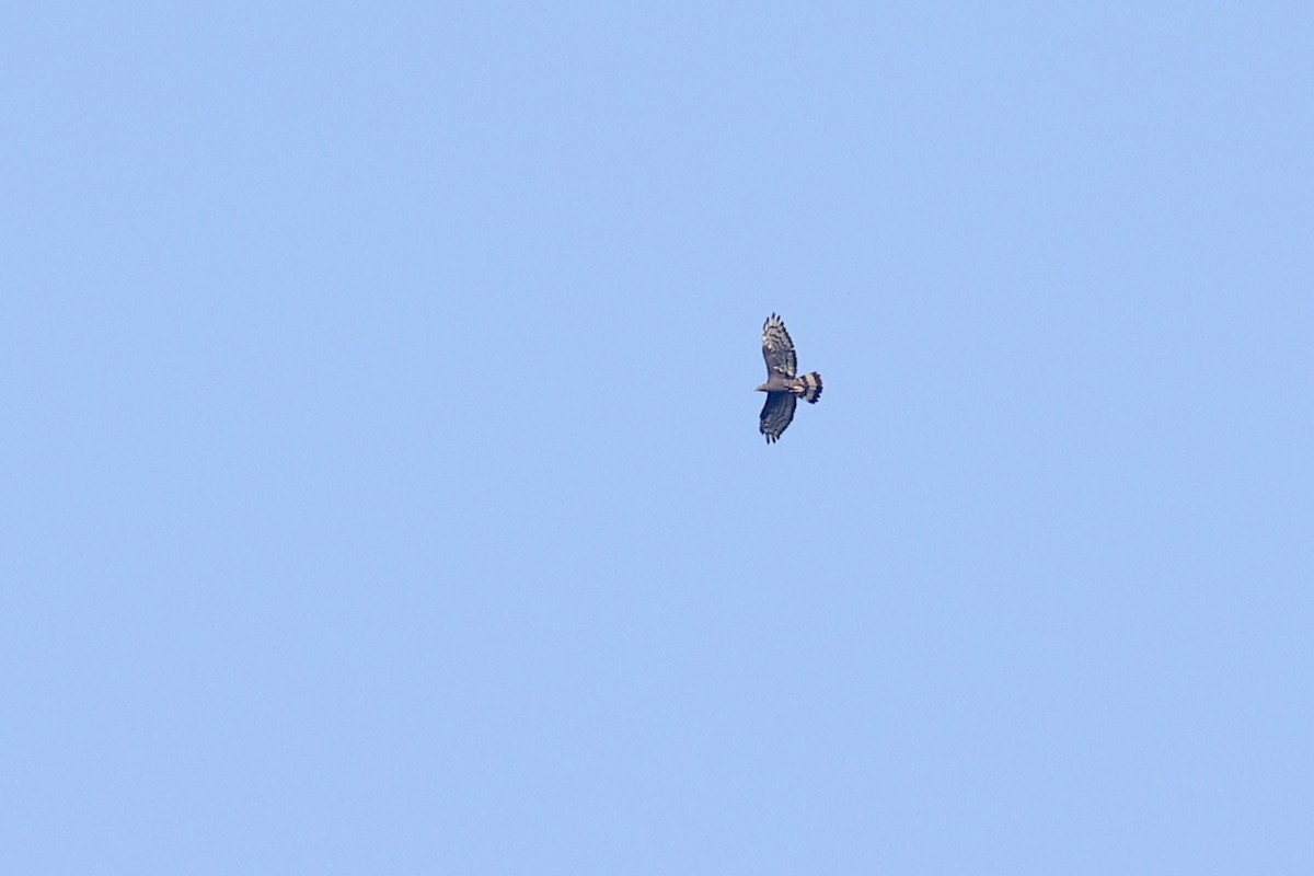 Oriental Honey-buzzard - Michael O'Brien