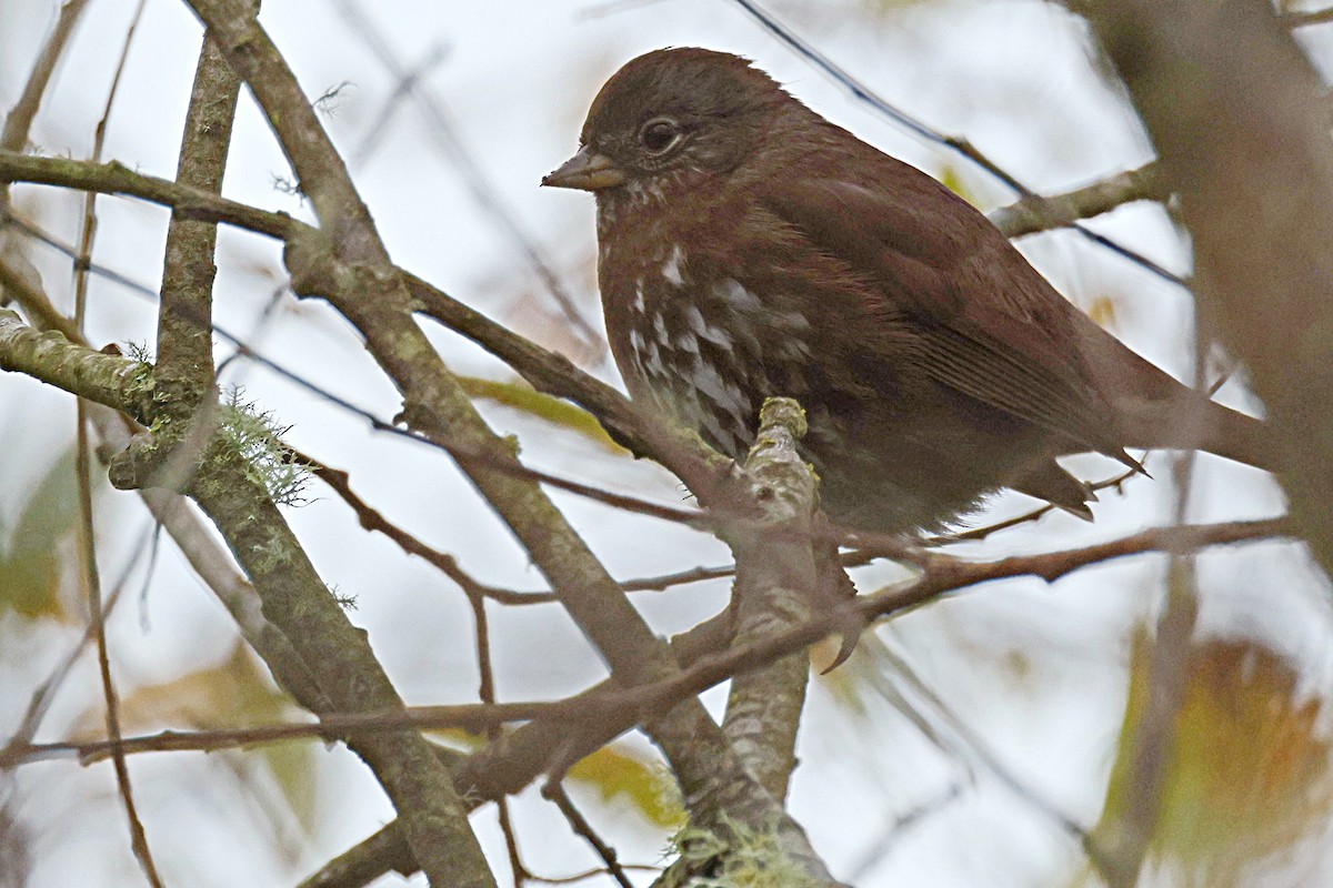 Fox Sparrow - ML616667491