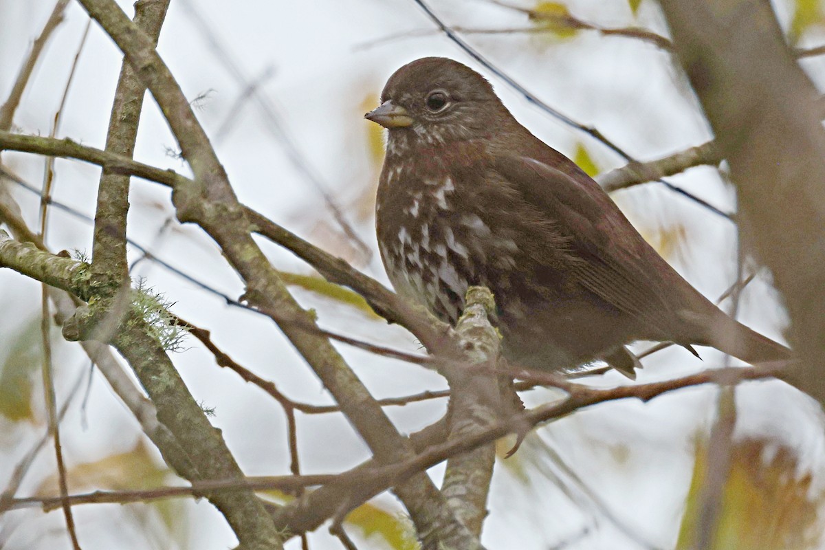 Fox Sparrow - ML616667494