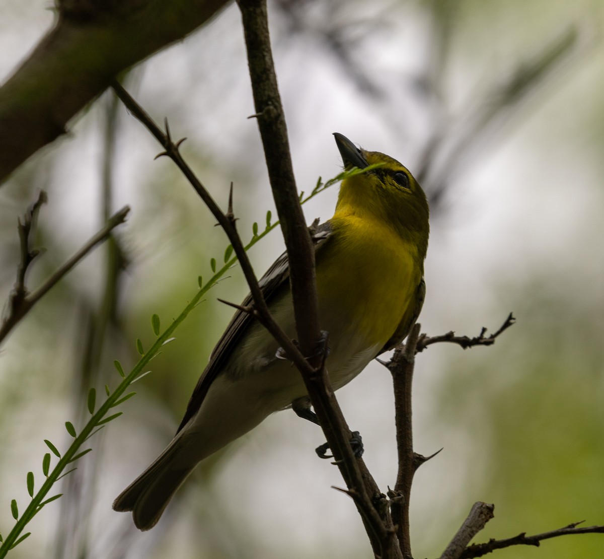 Yellow-throated Vireo - ML616667516