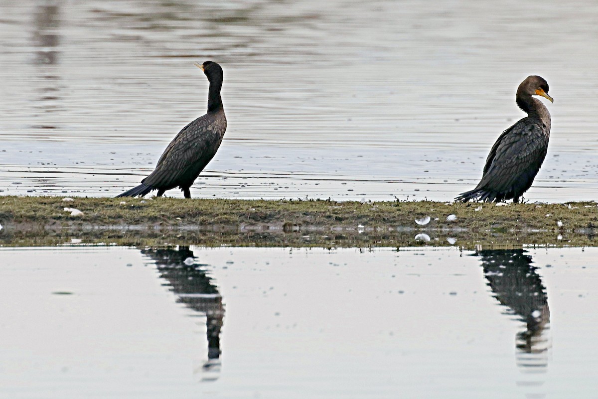 Double-crested Cormorant - ML616667525