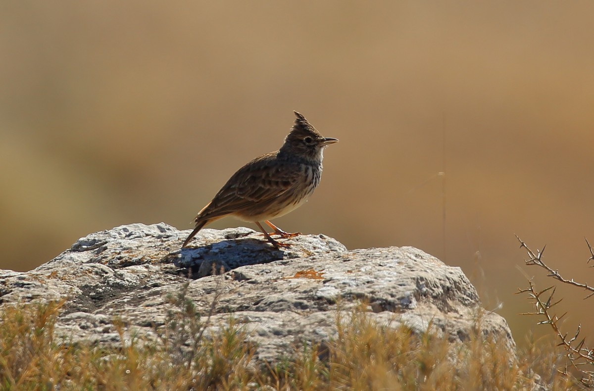 Cochevis de Thékla - ML616667547