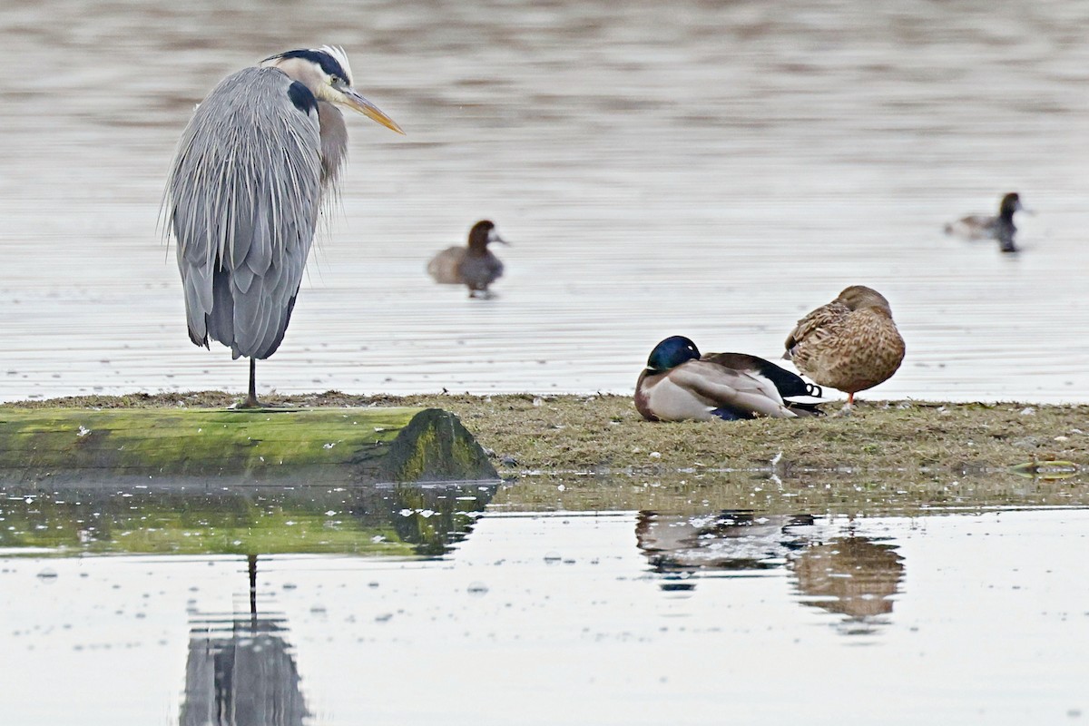 Great Blue Heron - ML616667564