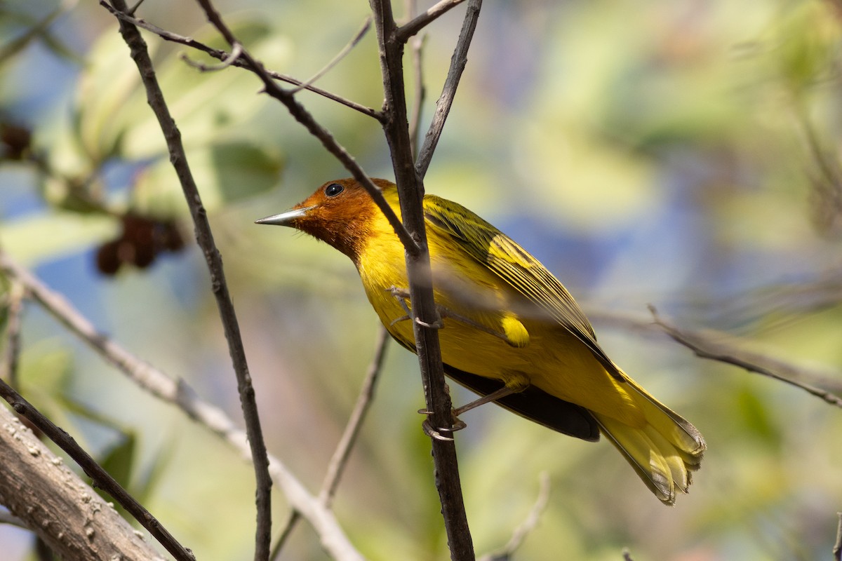 Yellow Warbler (Mangrove) - ML616667570
