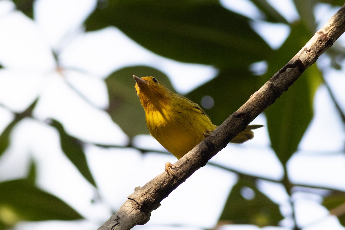 Yellow Warbler (Mangrove) - ML616667572