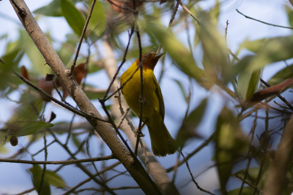 Yellow Warbler (Mangrove) - ML616667573