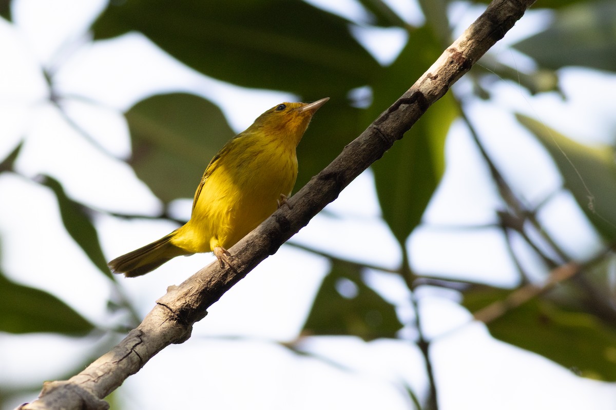 Yellow Warbler (Mangrove) - ML616667574
