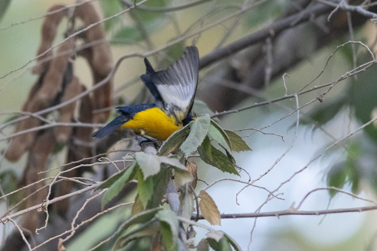 Yellow Warbler (Mangrove) - ML616667575