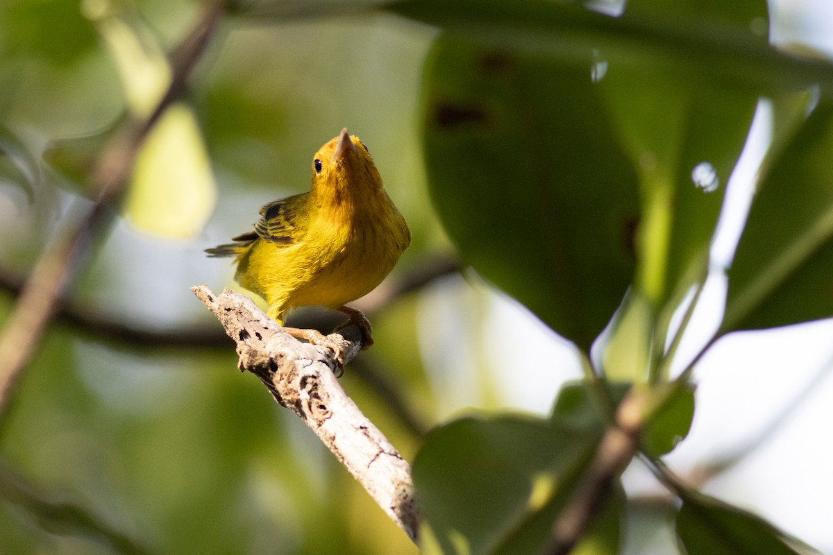 Yellow Warbler (Mangrove) - ML616667576