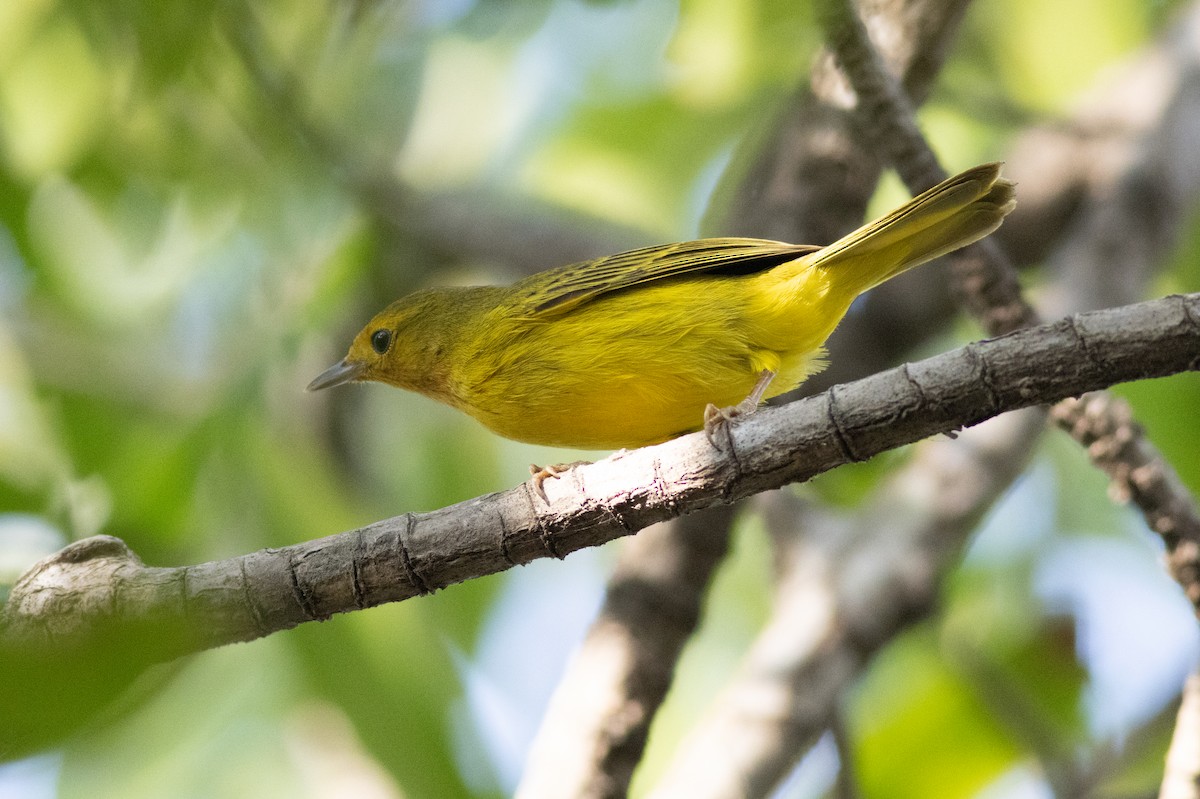 Yellow Warbler (Mangrove) - ML616667577