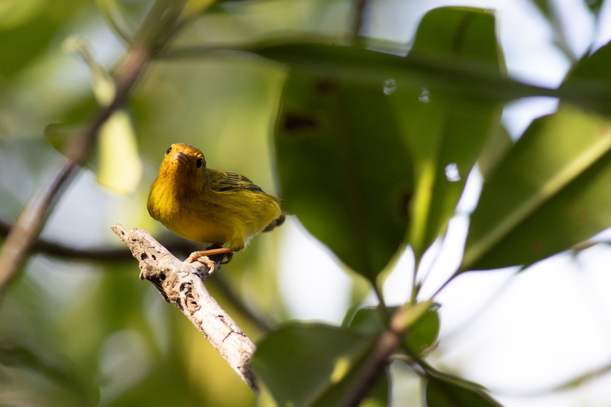 Yellow Warbler (Mangrove) - ML616667578