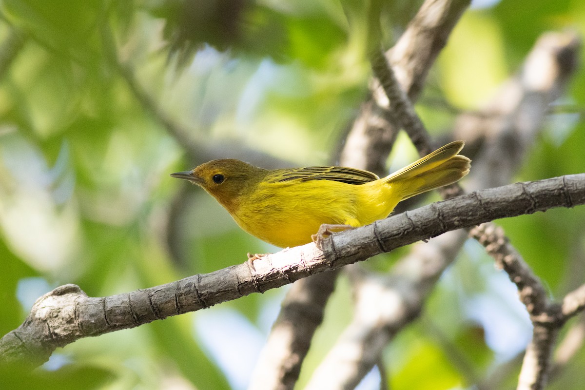 Yellow Warbler (Mangrove) - ML616667579