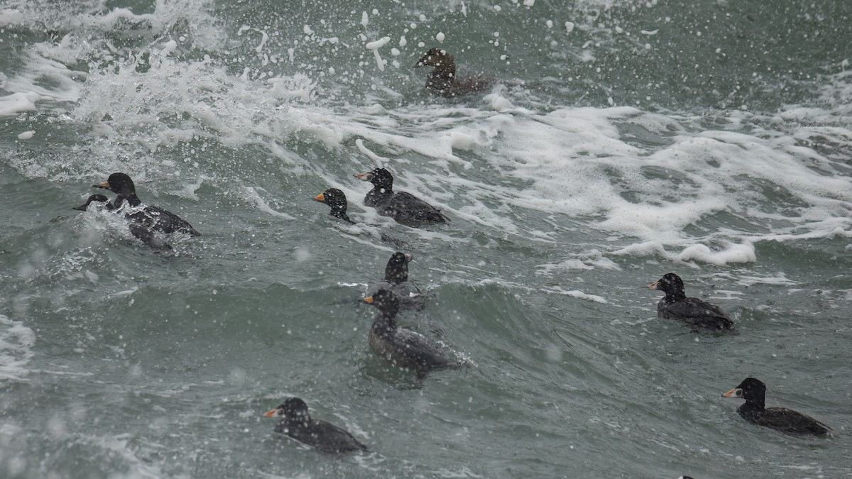 Black Scoter - R Miller