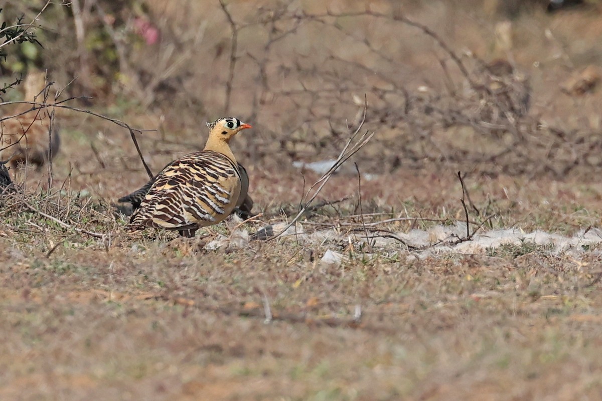 Painted Sandgrouse - ML616667615