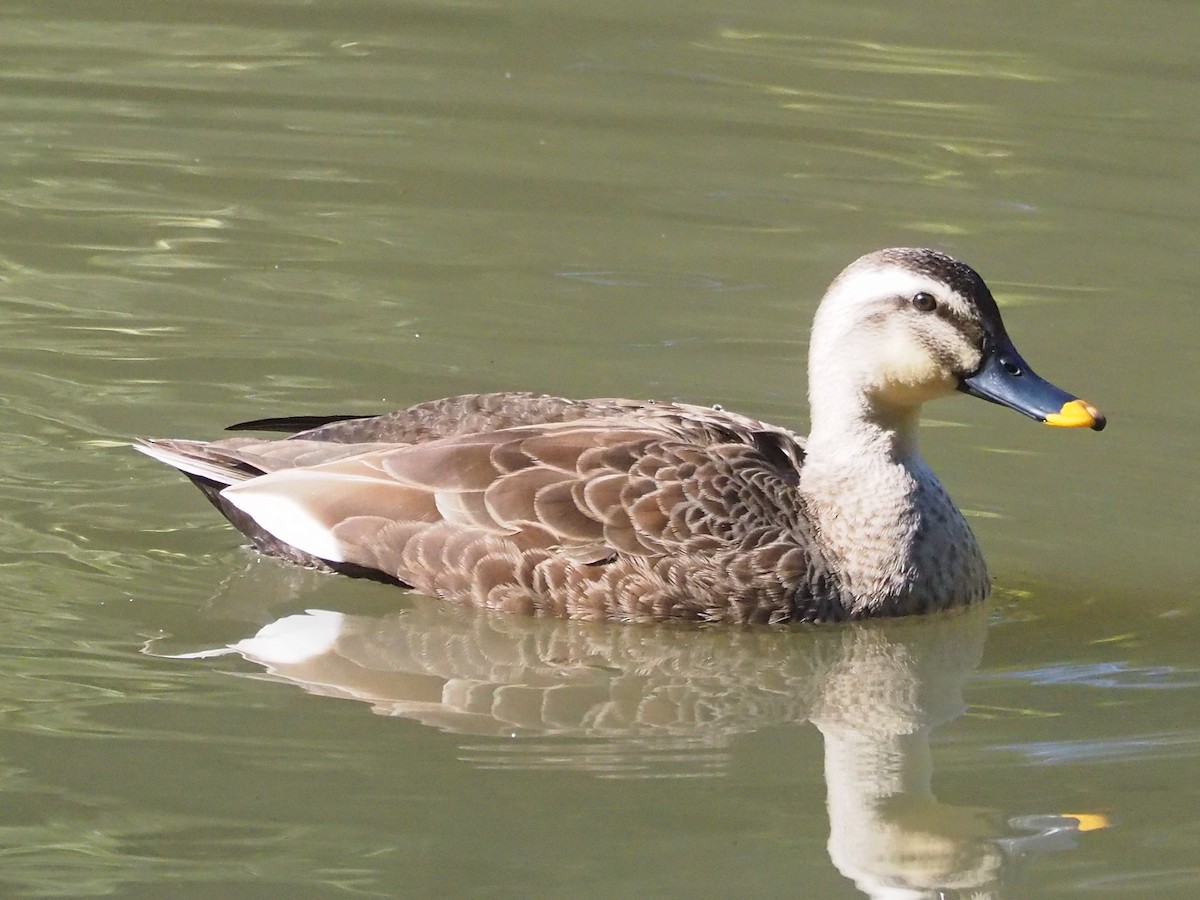 Eastern Spot-billed Duck - ML616667625