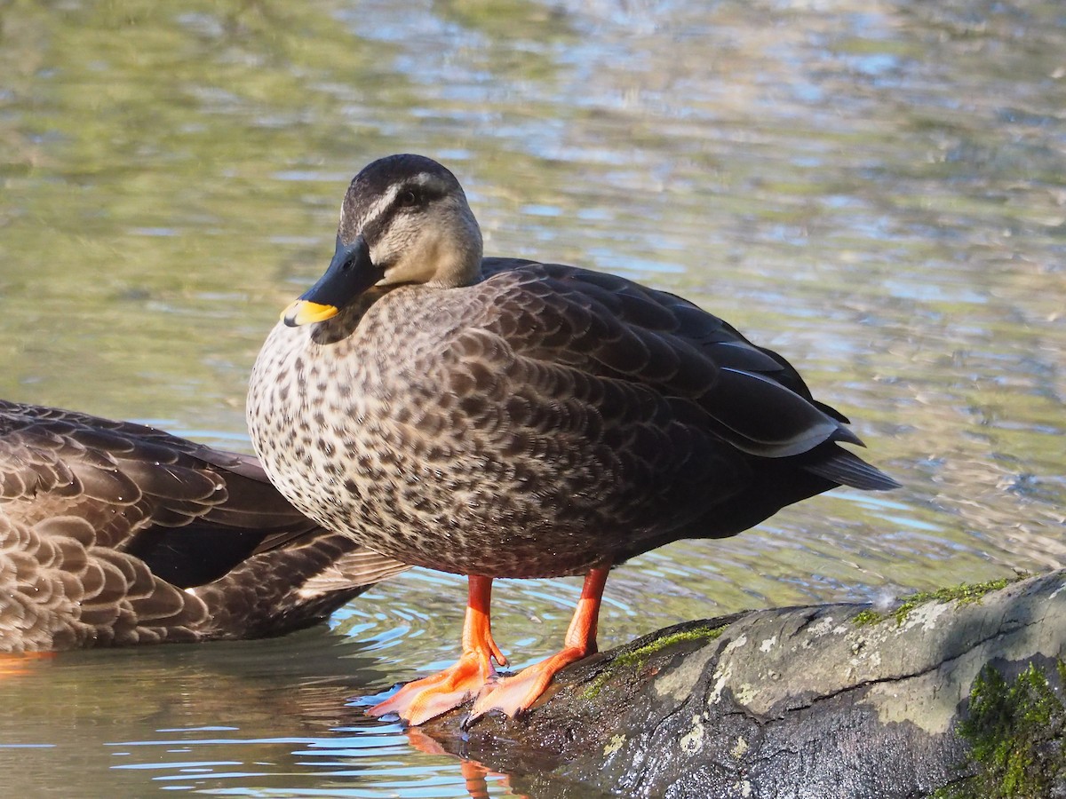 Eastern Spot-billed Duck - Hiromi Arima