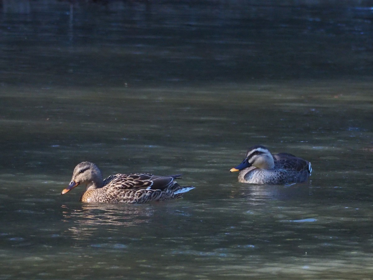 Canard colvert - ML616667635