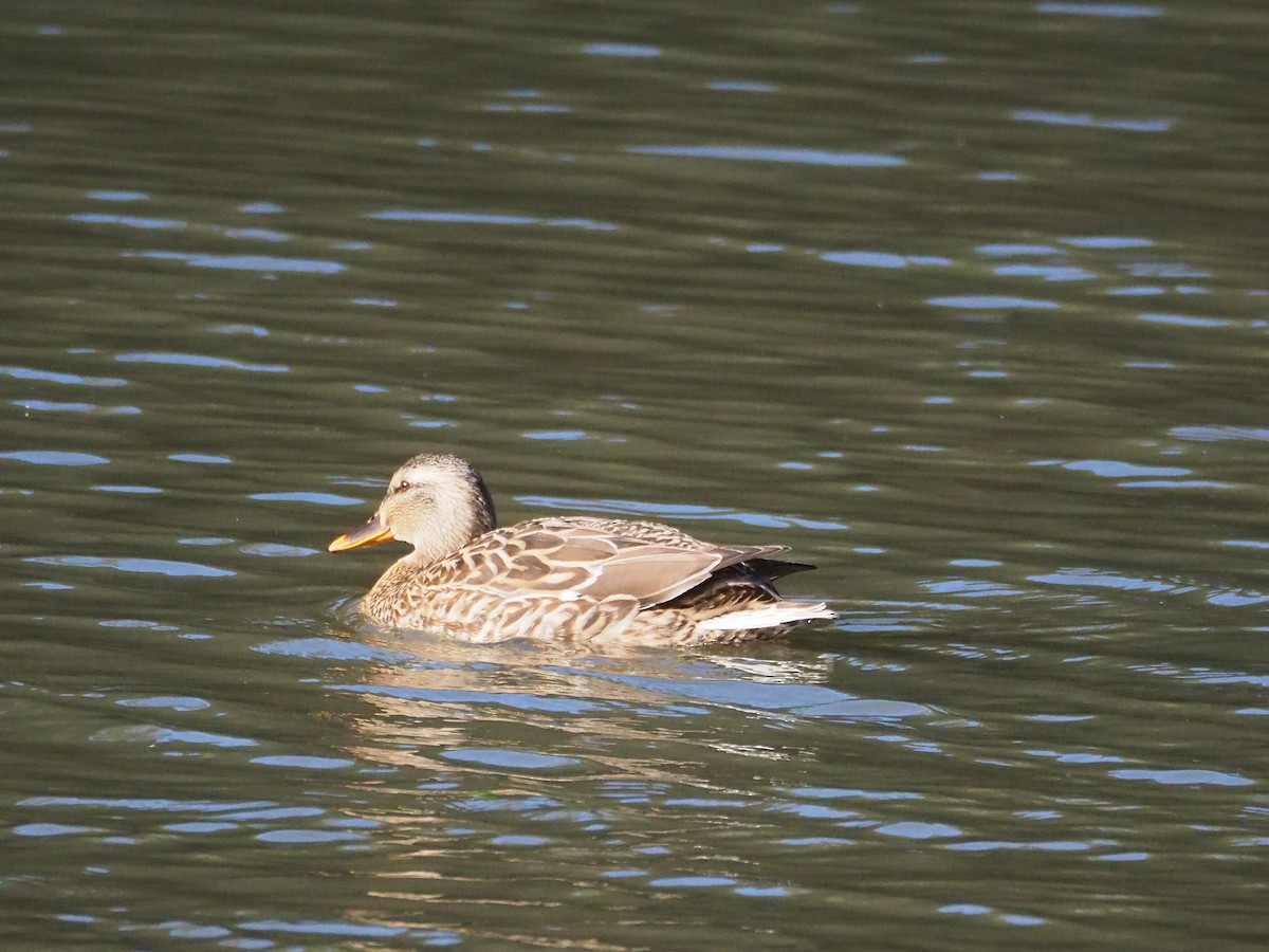 Mallard - ML616667636