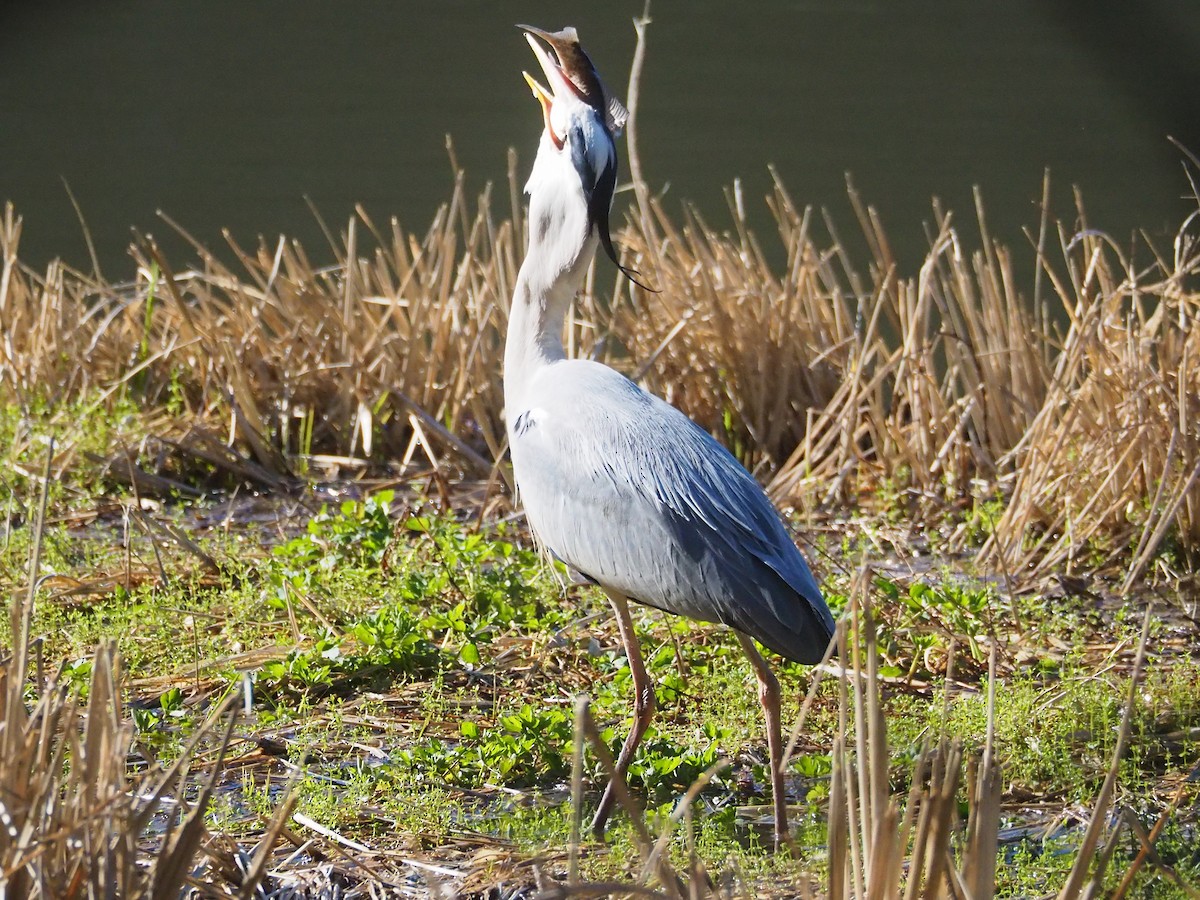 Gray Heron - ML616667648