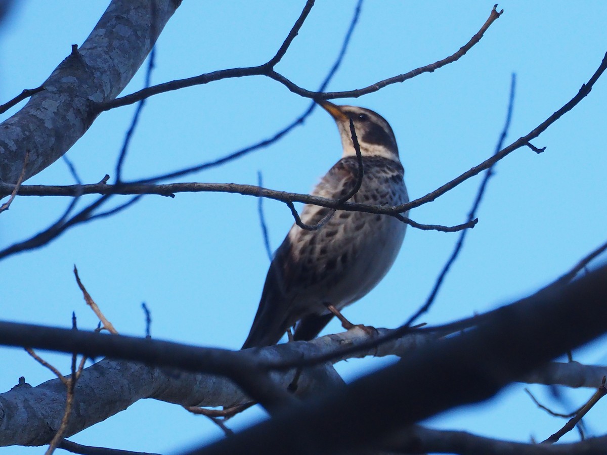 Dusky Thrush - ML616667663