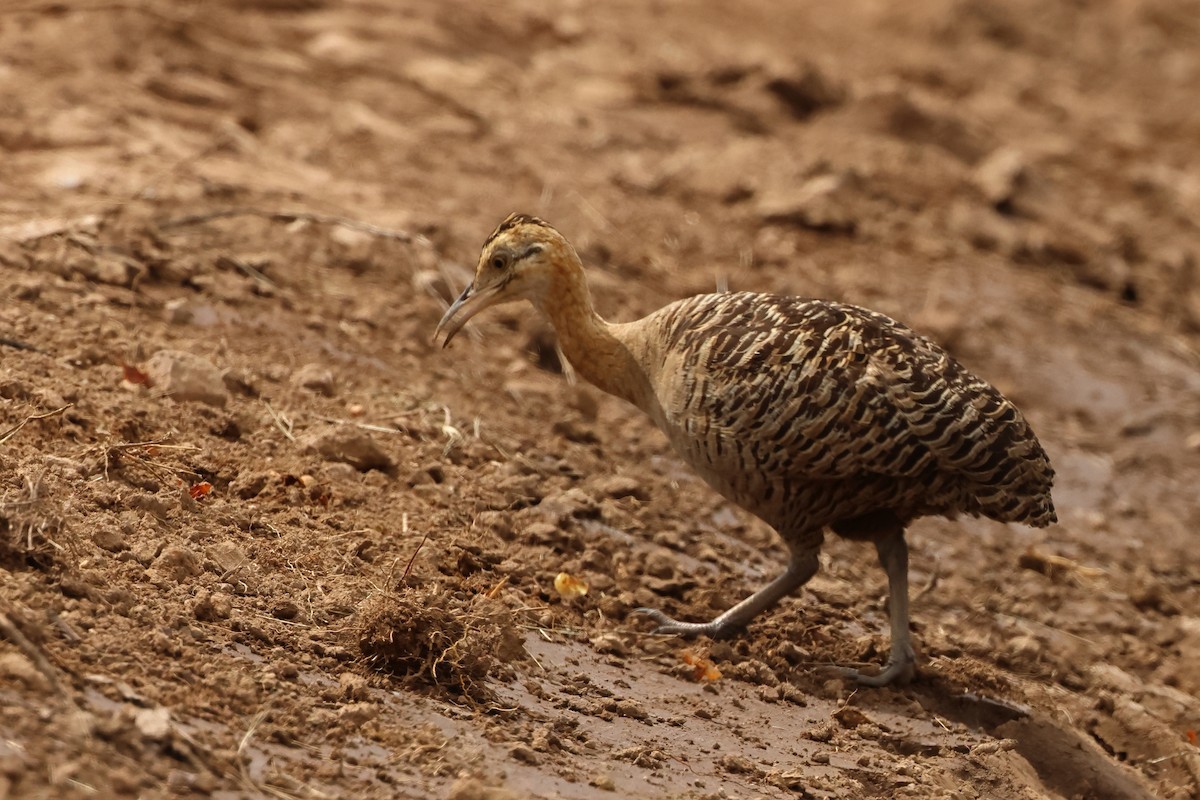 Red-winged Tinamou - Serge Rivard