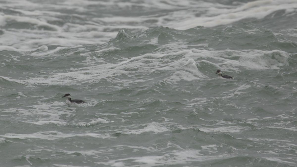 Horned Grebe - ML616667772