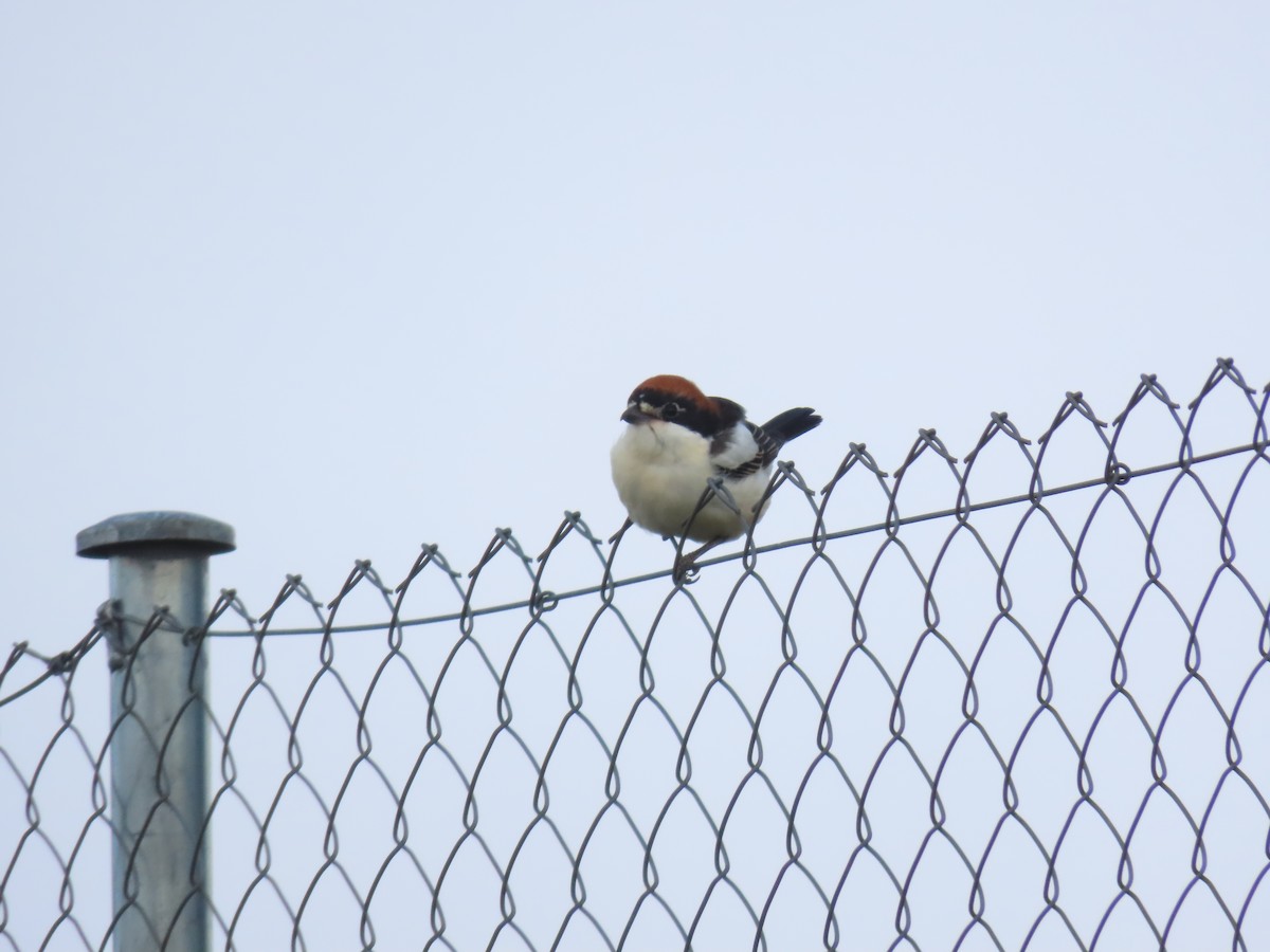 Woodchat Shrike - Miguel Diez Vaquero