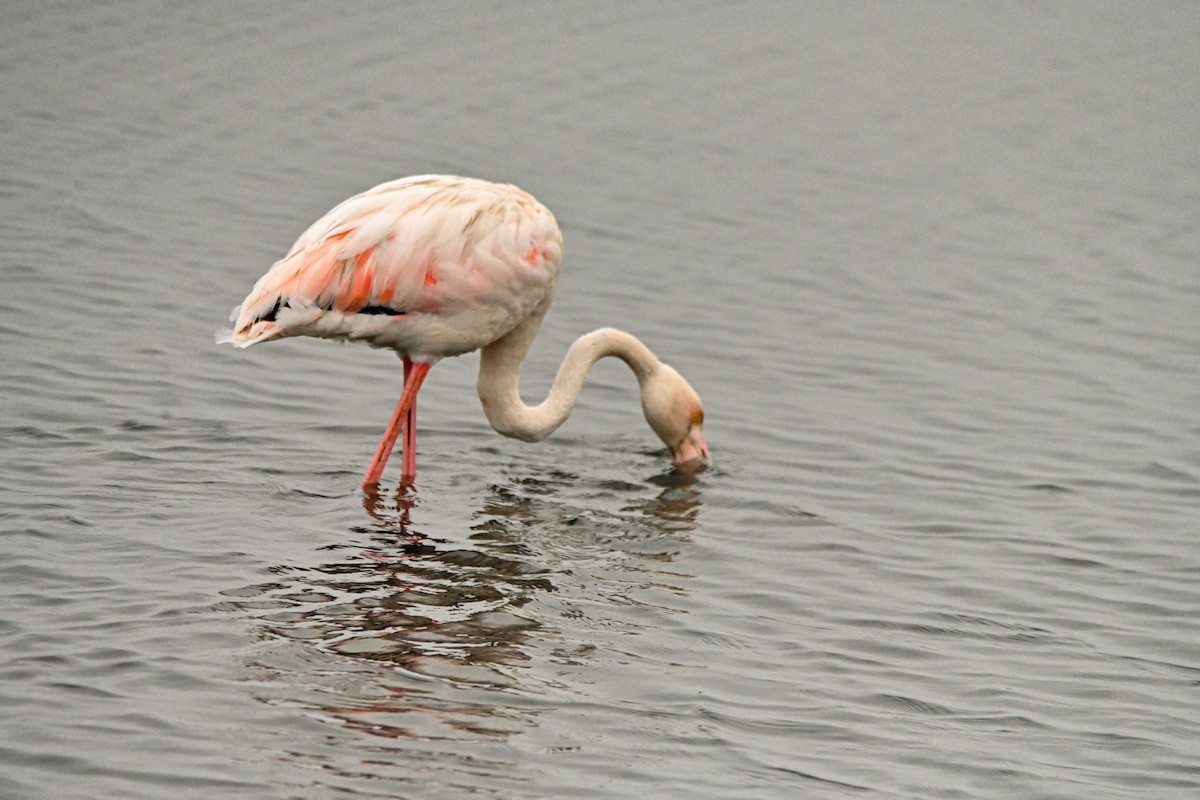 Greater Flamingo - ML616667803