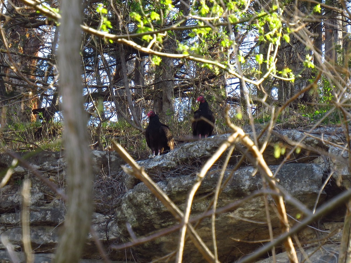 Turkey Vulture - ML616667816