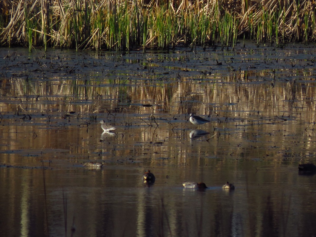 Lesser Yellowlegs - ML616667835