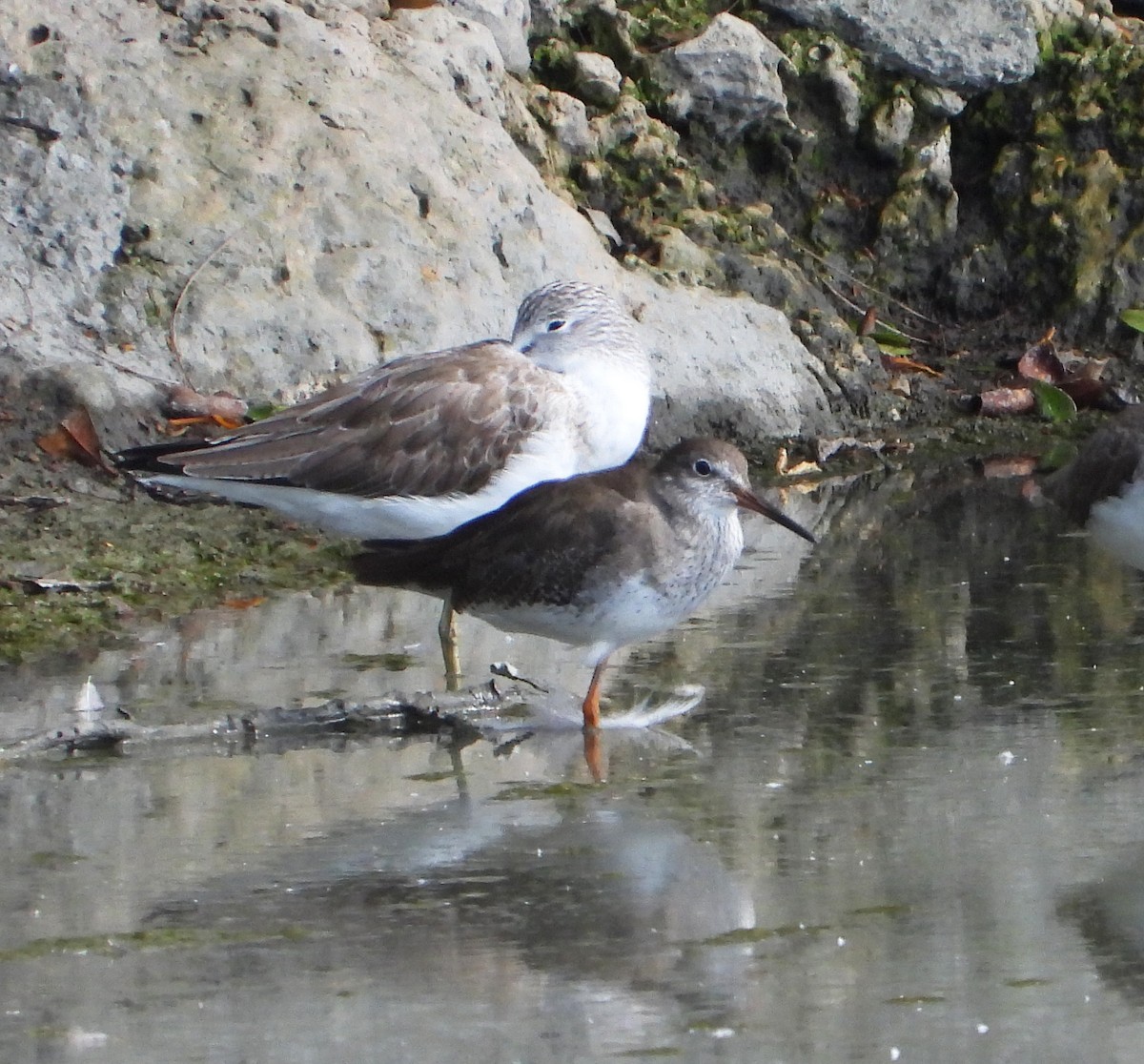 Common Redshank - ML616667846