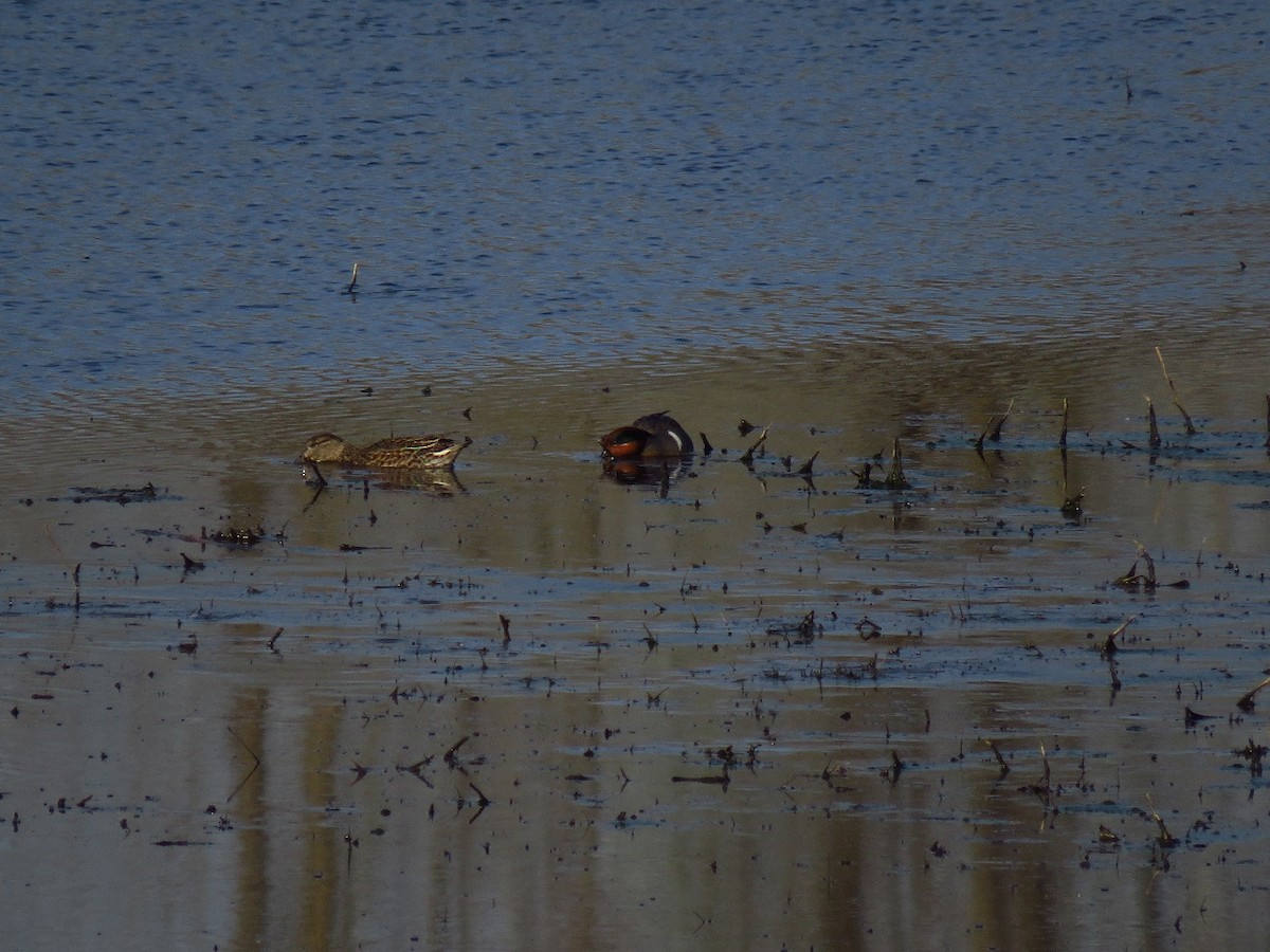 Green-winged Teal - ML616667855