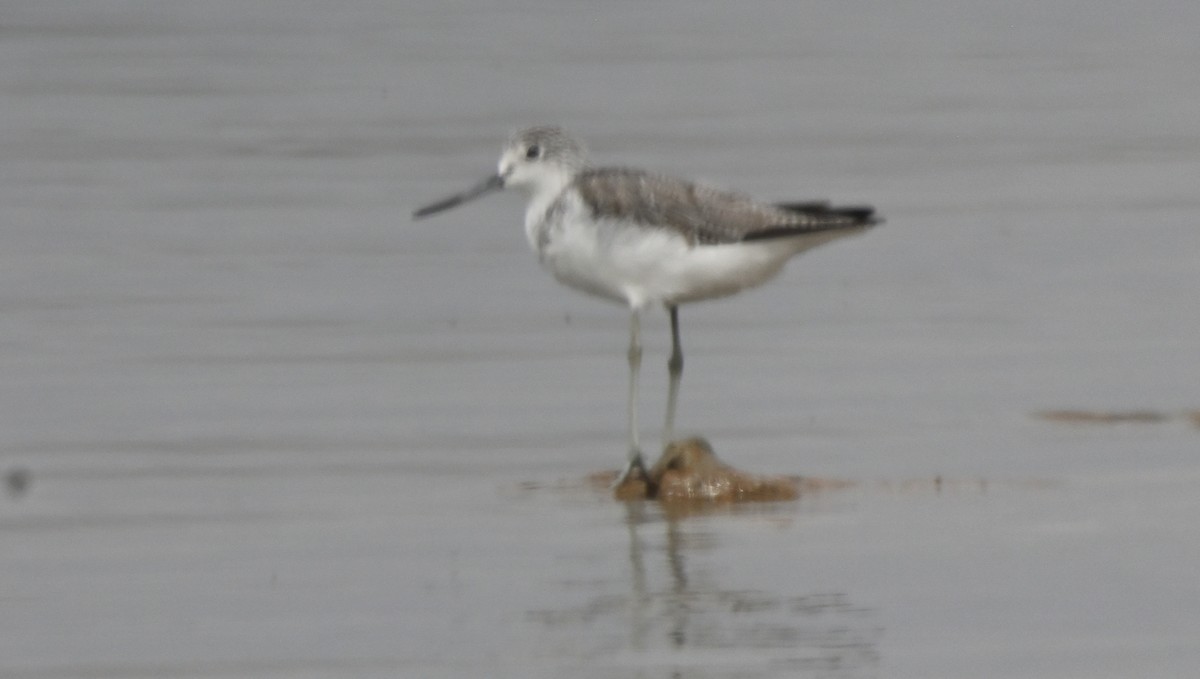 Common Greenshank - ML616667857