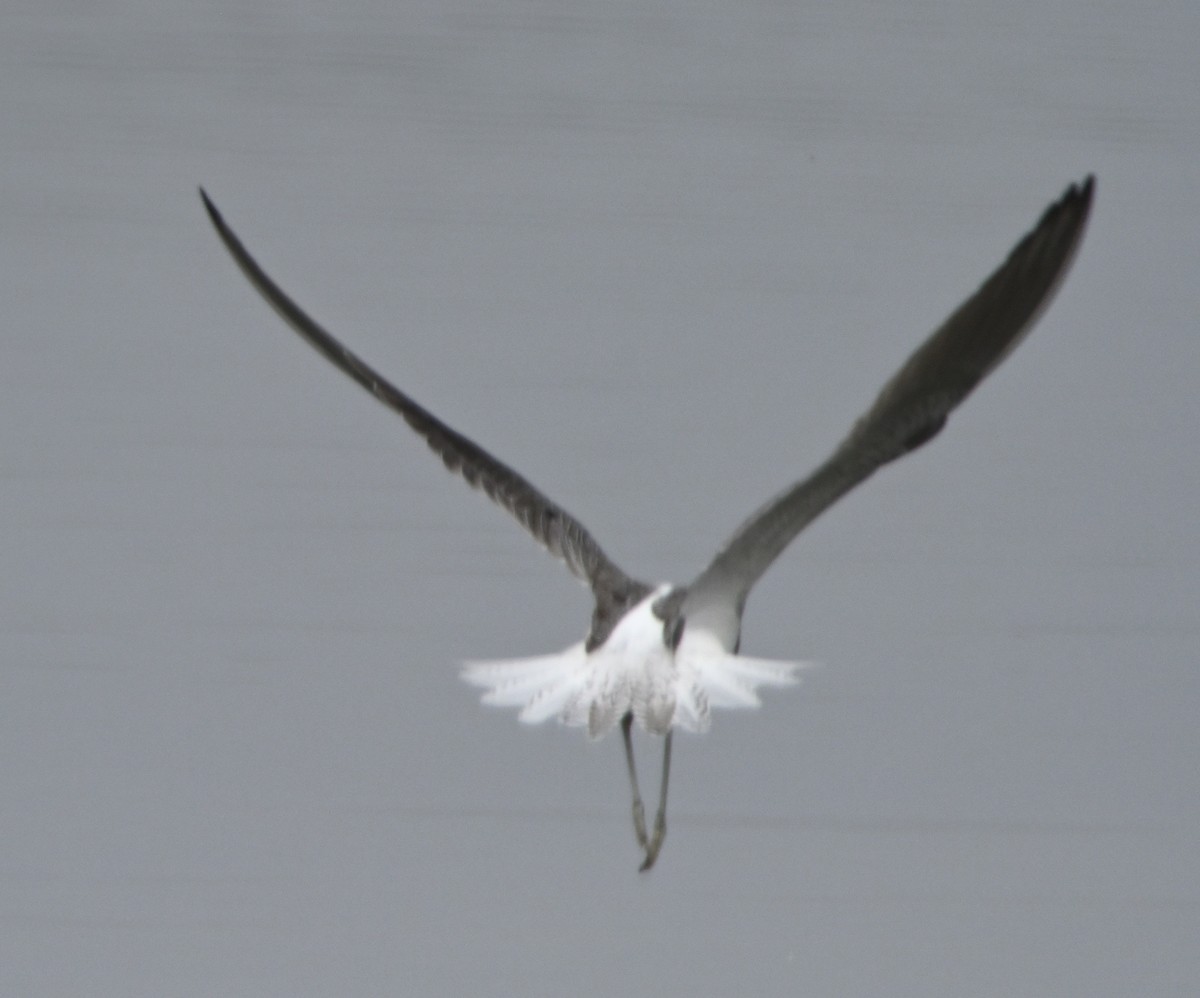 Common Greenshank - ML616667858