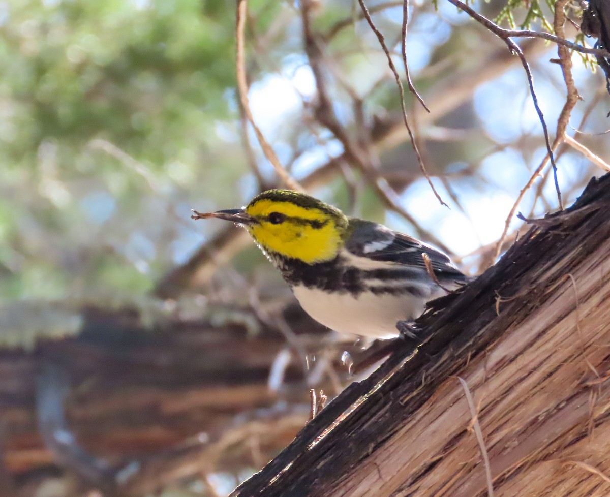 Golden-cheeked Warbler - ML616667869