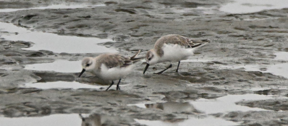 Little Stint - ML616667870